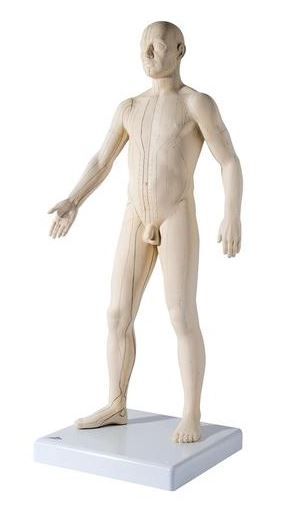 Mannelijk acupunctuurmodel deluxe circa 71 cm staand
