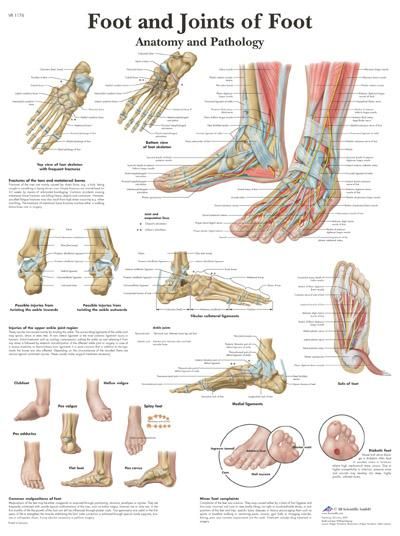 Anatomie poster Foot and Joint of Foot - voet en gewrichten van de voet
