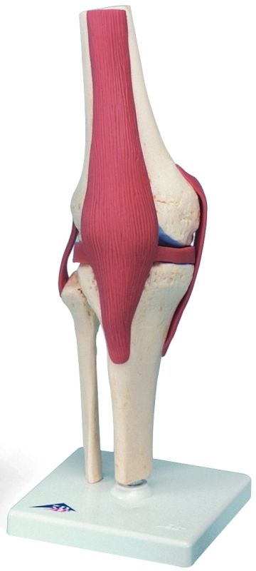 Functioneel Kniegewricht 32 cm