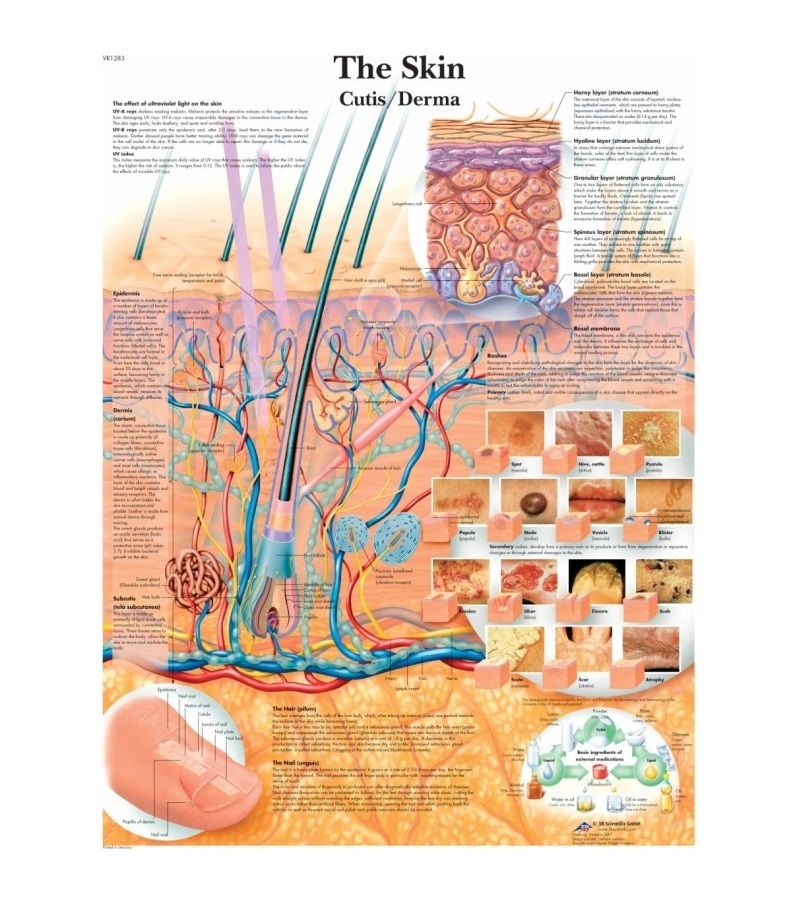 Anatomie poster The Skin - de menselijke huid