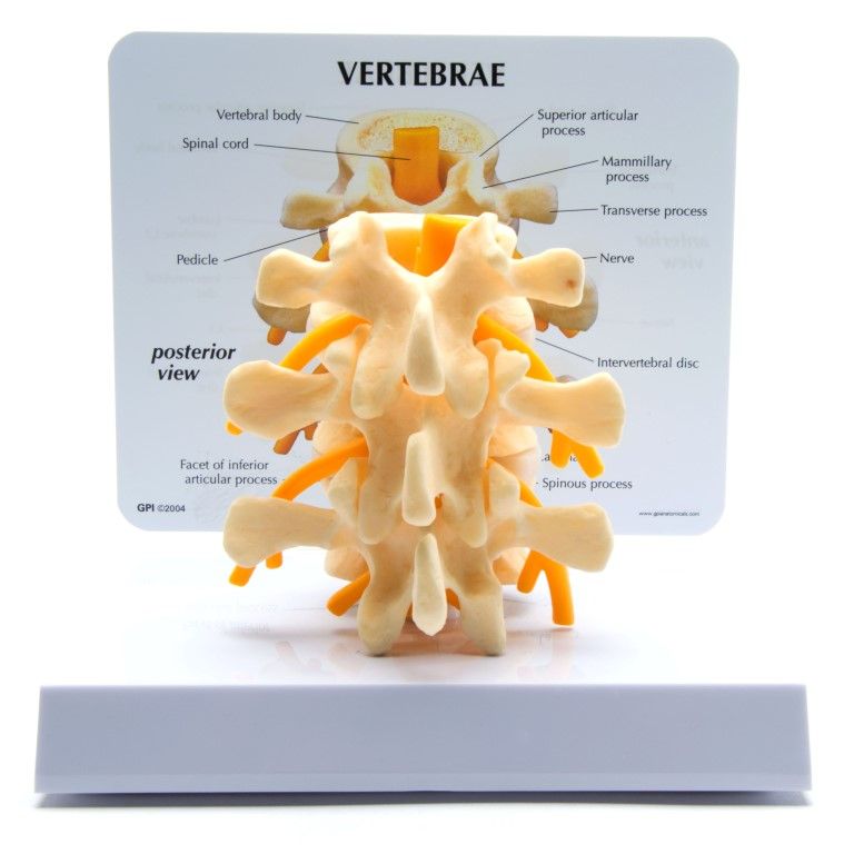 Basic Vertebrae + info kaart, L2, L3 en L4